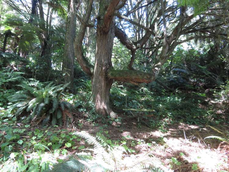 157a Otapouri Road Owhango_21