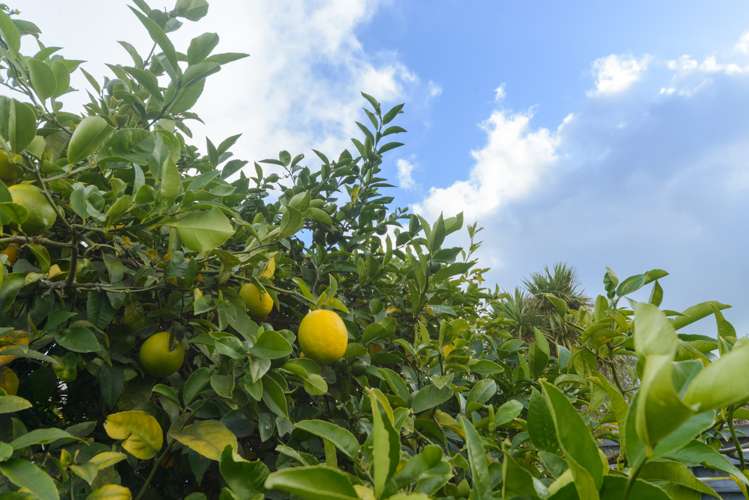 27 Pinedale Parade Milson_13