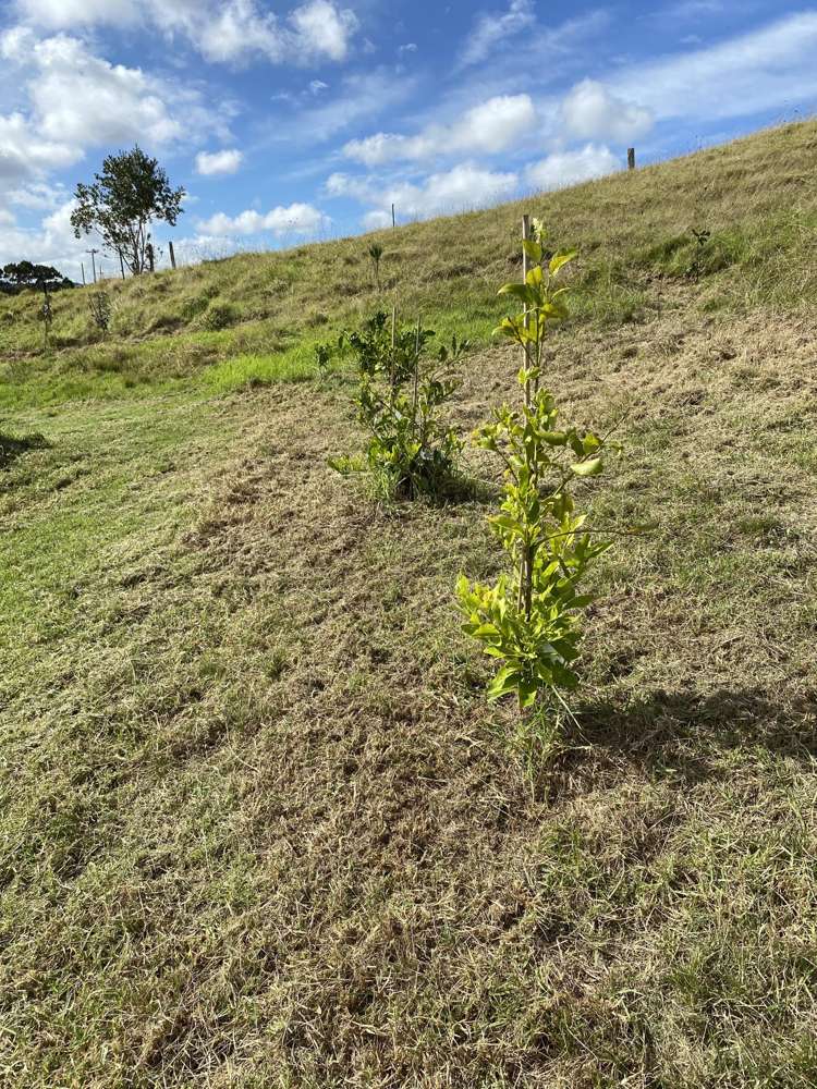 277 Quarry Road Awanui_6