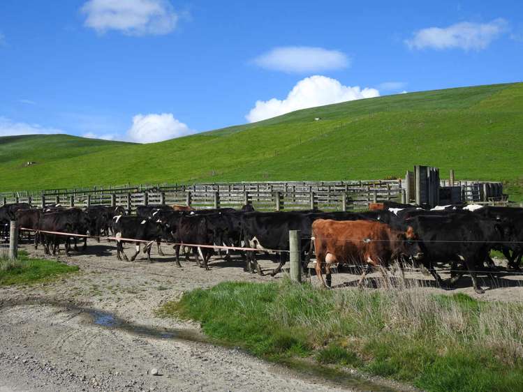 972 Slopedown Road Catlins Surrounds_9