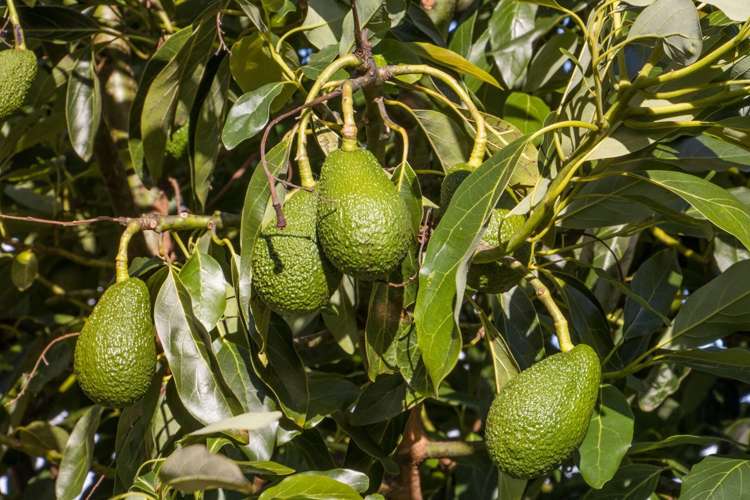 175 Busby Road Katikati_21