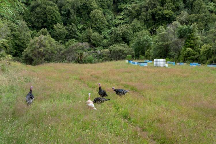 376 Te Waiti Stream Road Opotiki_73