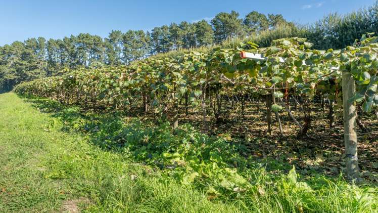 33 I'Anson Road Wairoa_9