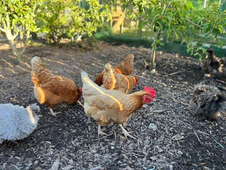 25 Ambler Avenue Glen Eden_6