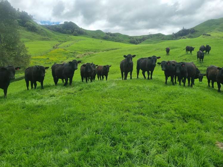 Lot (Rural)/1246 State Highway 3 Piopio_16