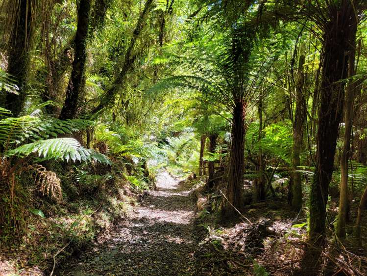 254 Doughboy Road Kokatahi_52