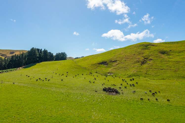 359 Hurunui Mouth Road Domett_8