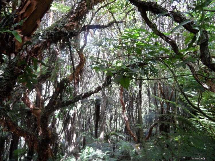 25 Mapau Road Halfmoon Bay_13