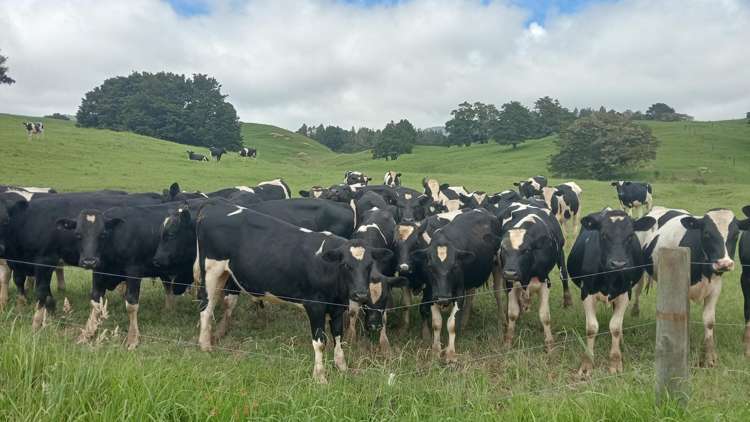 1070 Tangihua Road Maungakaramea_33