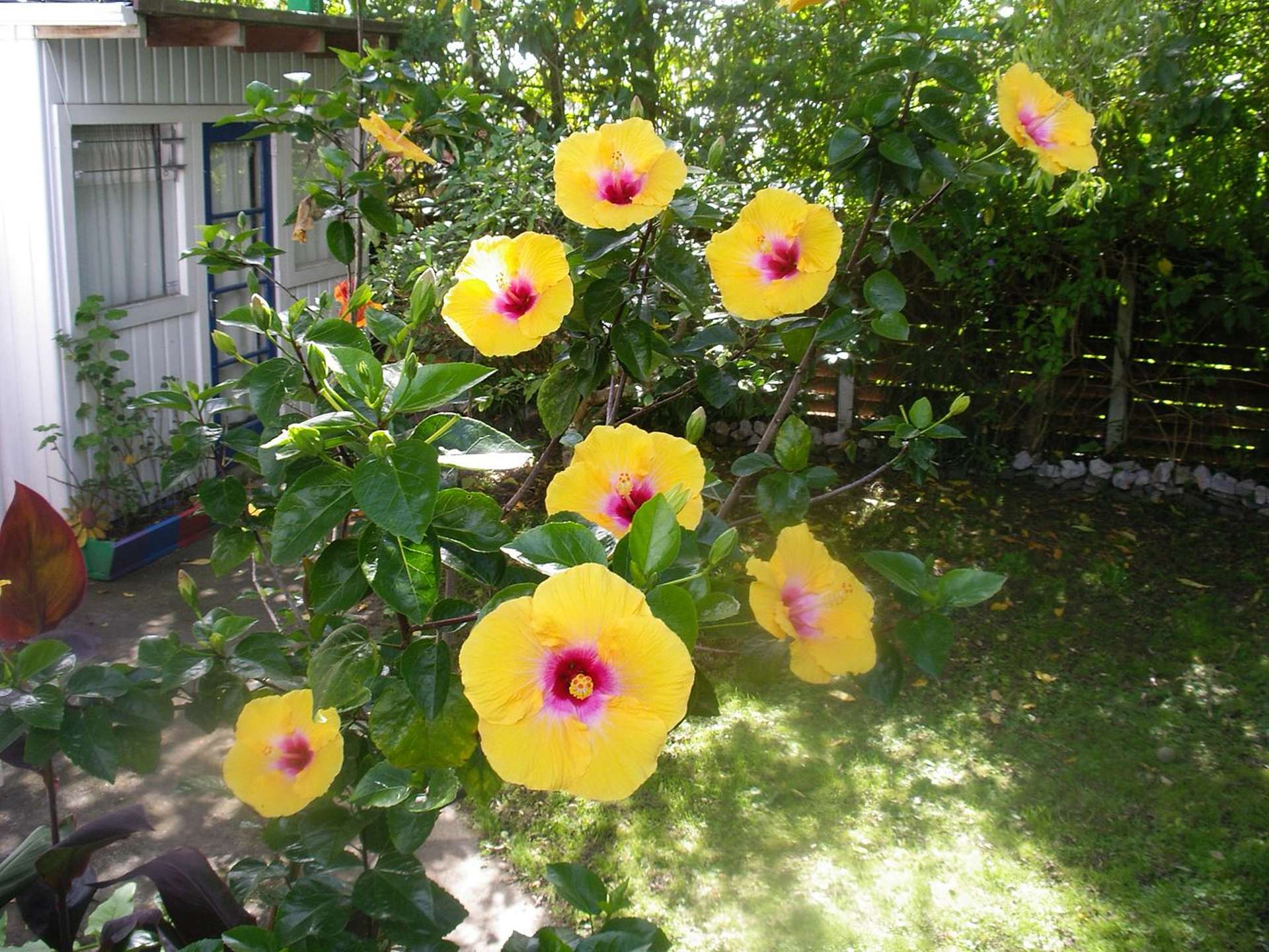 11 Challinor Street Pakuranga_0