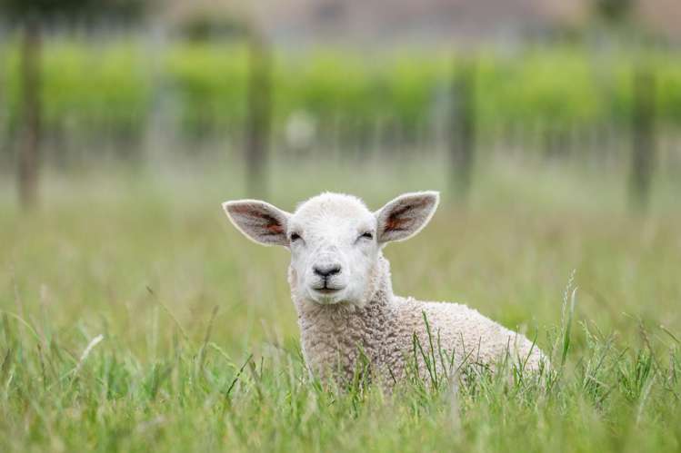 445 Dillons Point Road Riverlands_36