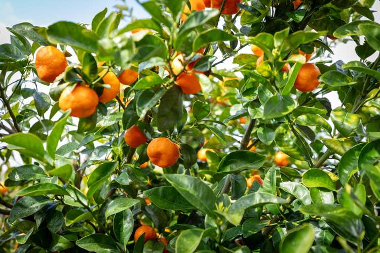 7 Sardinia Rise Bethlehem_23