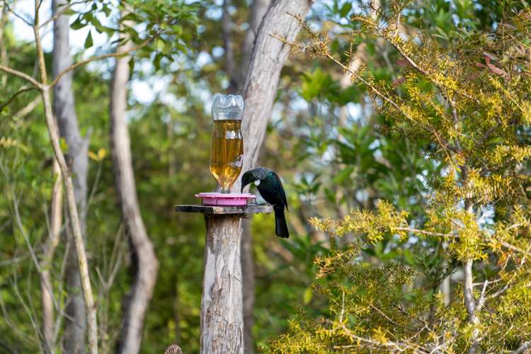 88 Park Hill Road Birkenhead_9