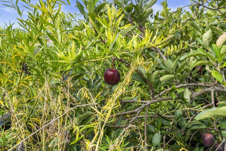 60 Chesterfield Way Orewa_18