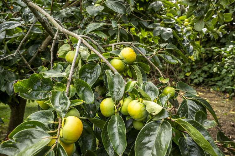 149 State Highway 51 Karamu_17