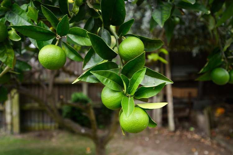 55 Parkland Crescent Terrace End_19