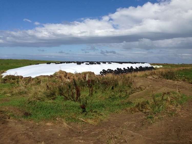 1110 Waimatuku Bush Road Taramoa_5