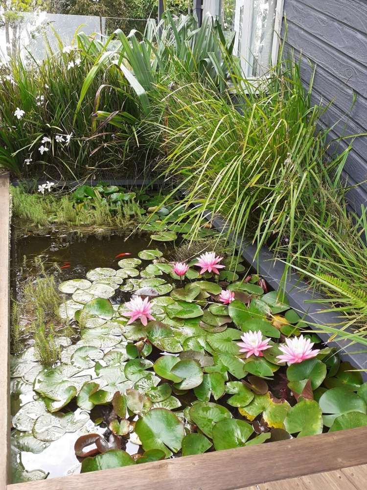 41 Melville Drive Whakatane_35