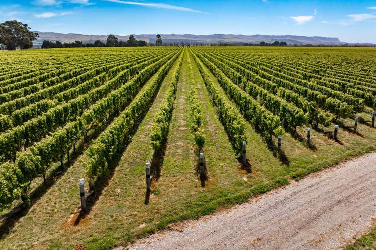 1 Wairau Plains Renwick_9