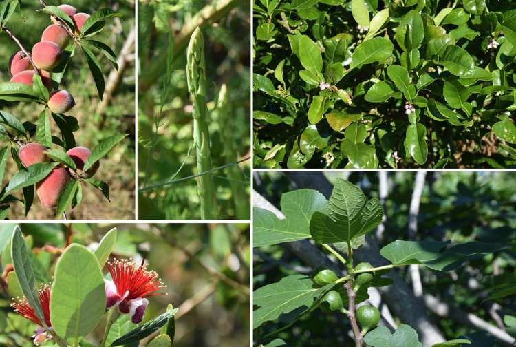 245 Metcalfe Road Matakohe_13