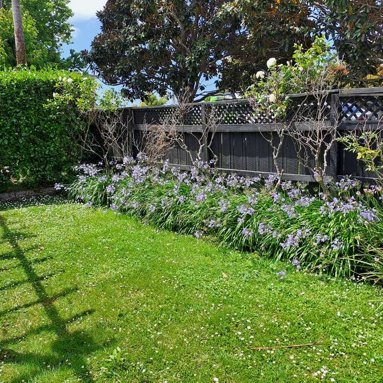 116b Michaels Avenue Ellerslie_5