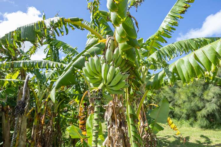 410 Mahuta Road Mahuta_27