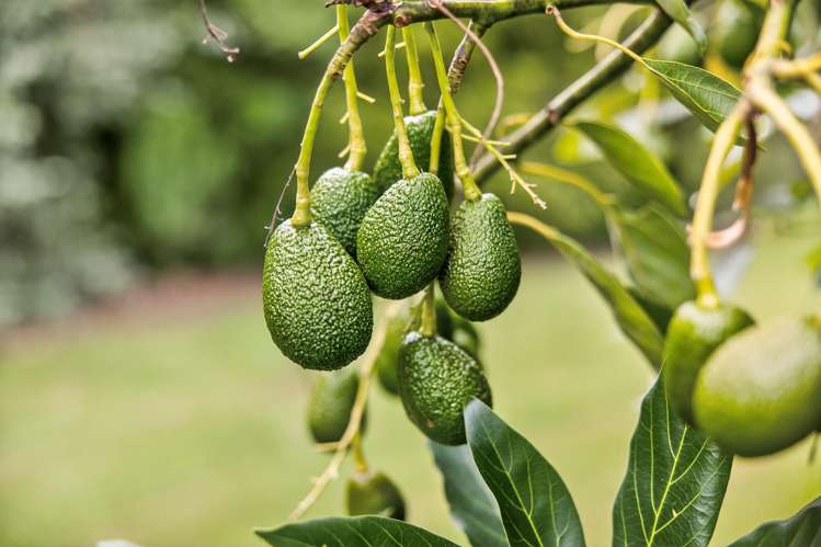 26D Wainui Road South Whakamarama_27