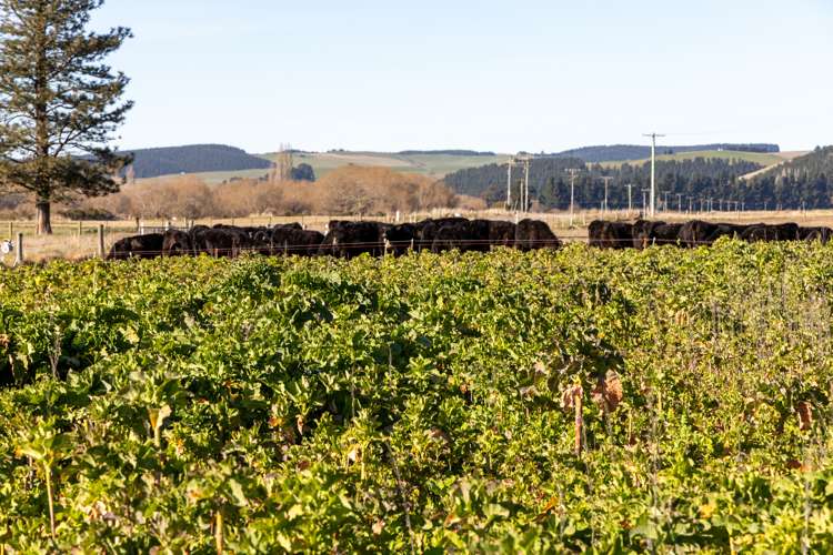 Rocky Gully Road Albury_11