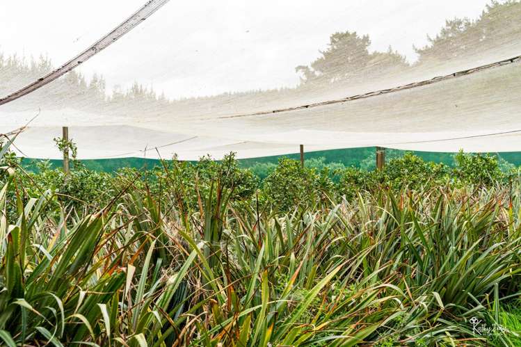 70 Rototuna Rd Pouto_38