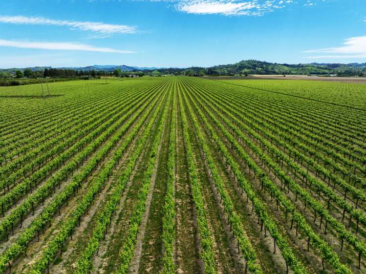 Whitmore Road Ormond_14