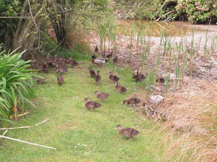 27 Cooper Road Gladstone_31