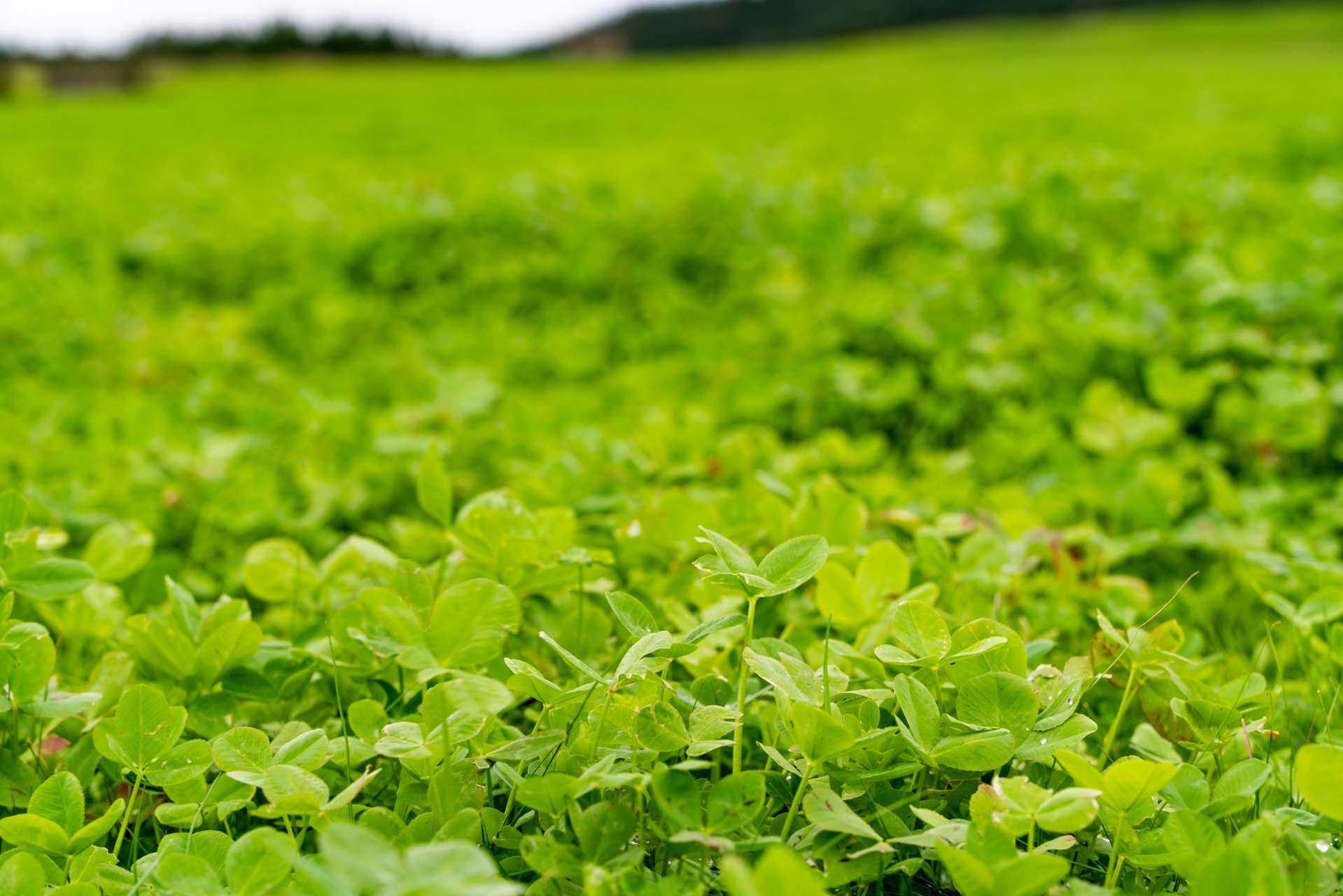 State Highway 12 Mamaranui_0