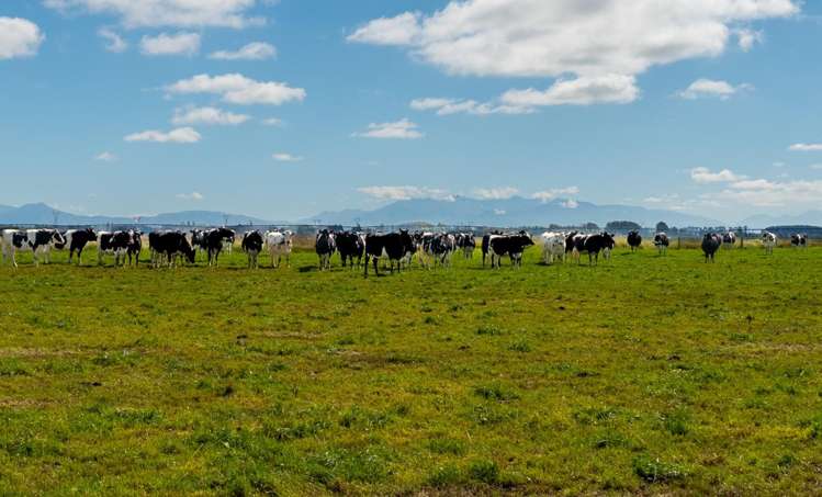 Rangitata Orari Bridge Highway Rangitata_10