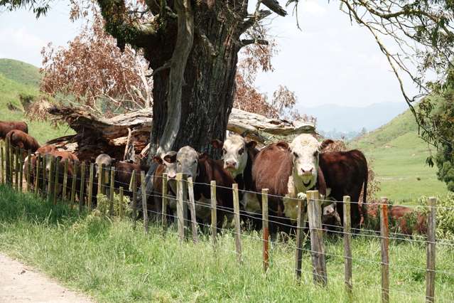 Sheep and Beef Finishing