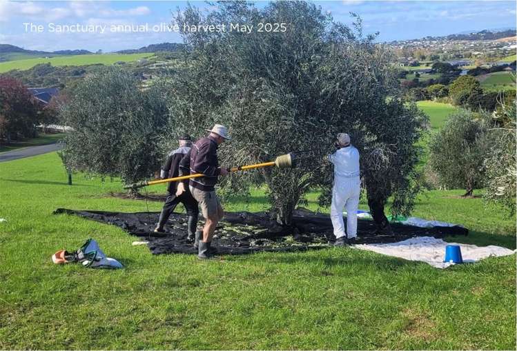 157 Robert Hastie Drive Mangawhai_36