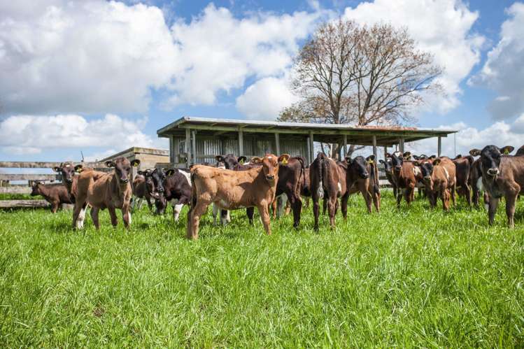 80 Paratu Road Richmond Downs_15