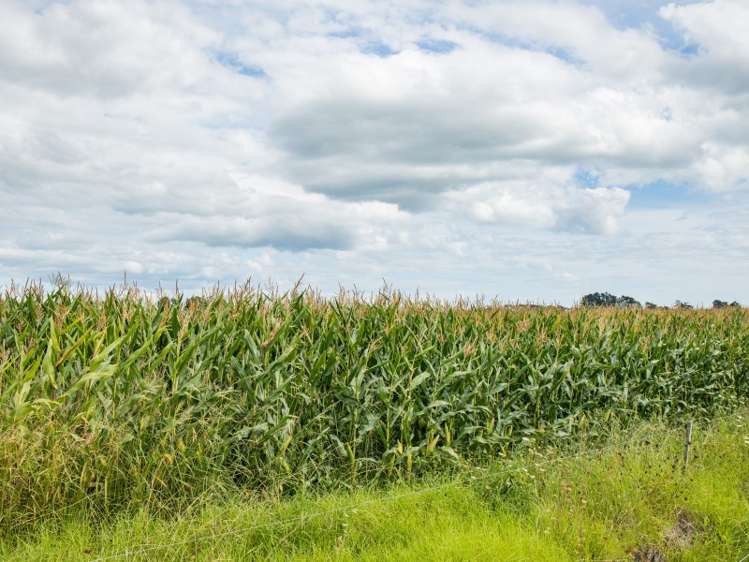 245 Opanake Road Dargaville Surrounds_17