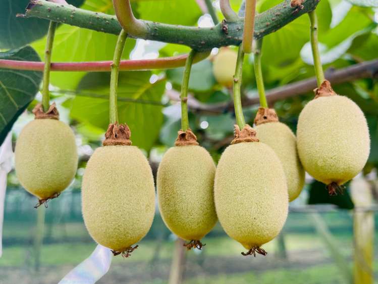 23 Wilson Road North Paengaroa_18