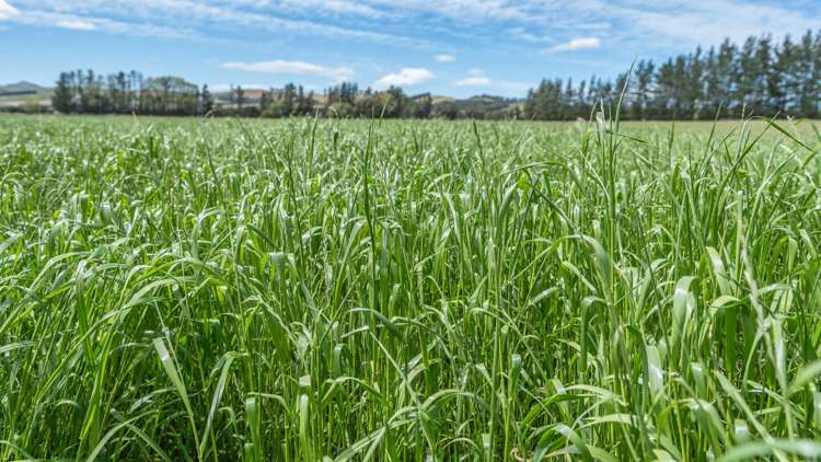 69 High Street Hawarden_28