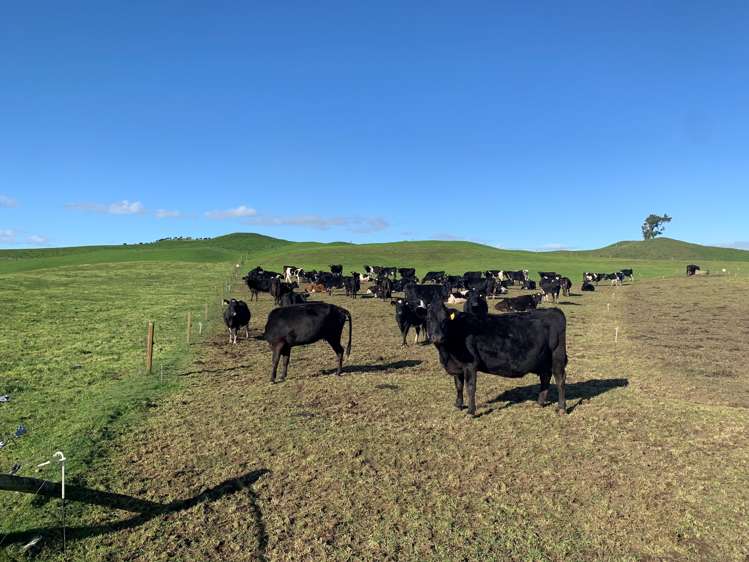 254 State Highway 1 Hauraki Surrounds_8