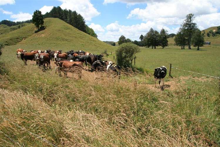 Walter Road Douglas_15