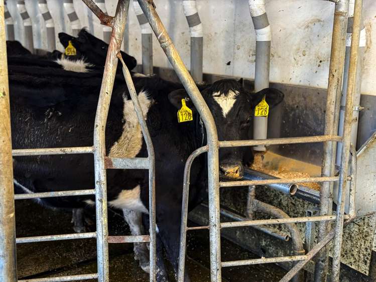 403 Island Edendale Road Menzies Ferry_23