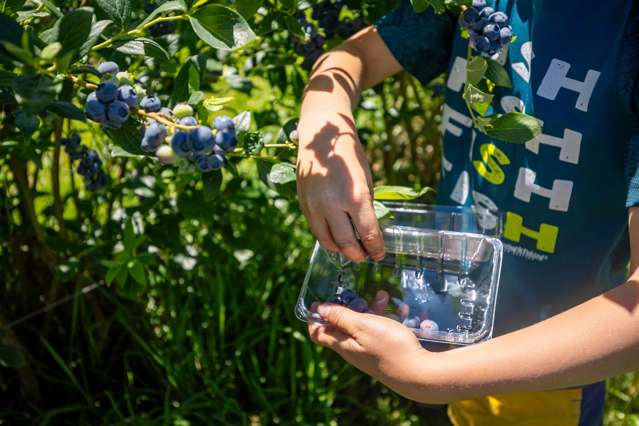 Berry Operation with Scale, Proven Performance