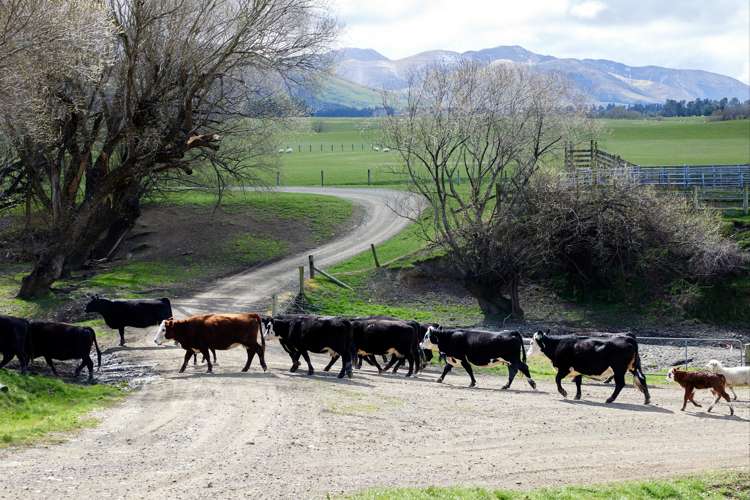 3429 Inland Kaikoura Road Mt Lyford_22