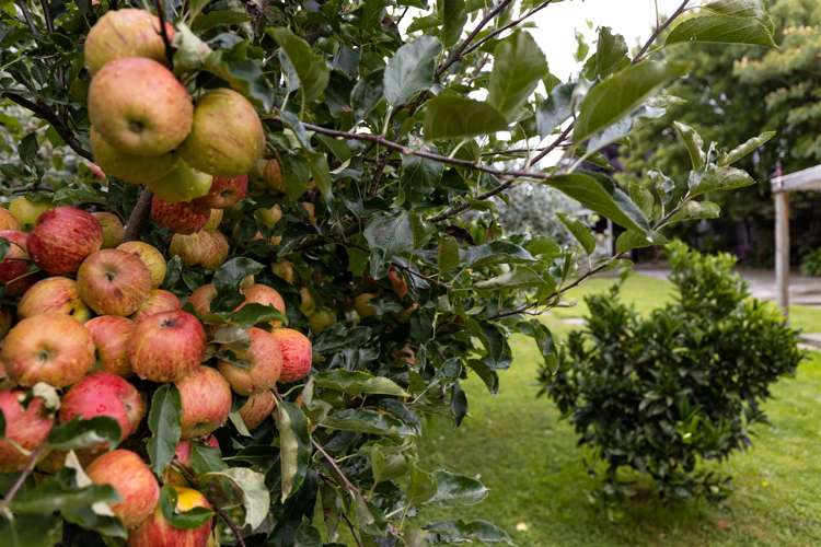 11 Frederick Street Spring Creek_31