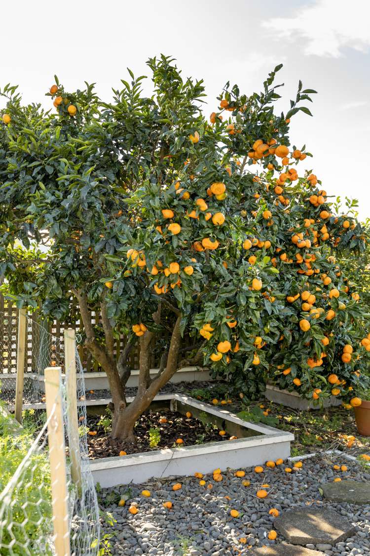 30 Vivian Drive Omokoroa_22