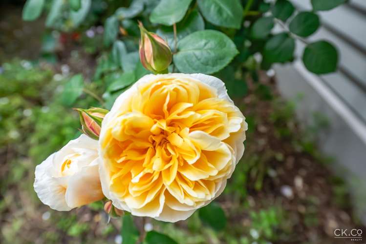 19 Hinau Street Woburn_19