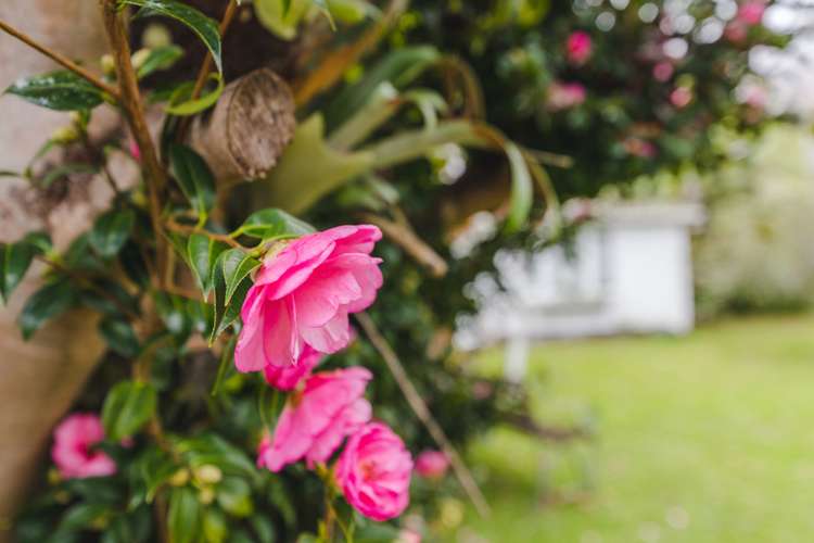 207 Whitney Street Blockhouse Bay_20