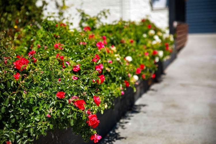 8 Karina Crescent Redwoodtown_12