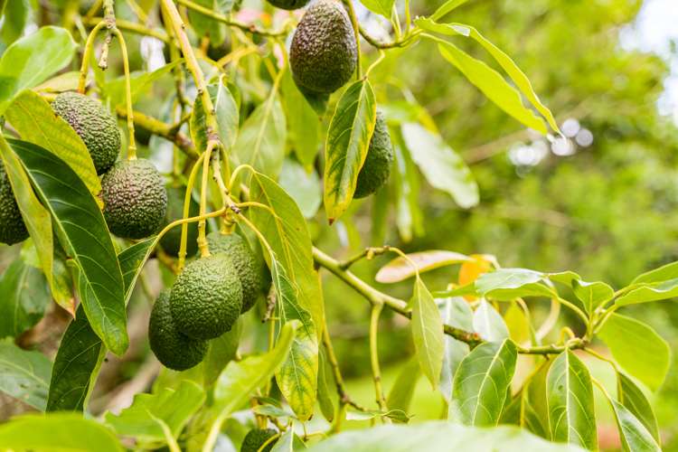 381 Tara Road Mangawhai_16